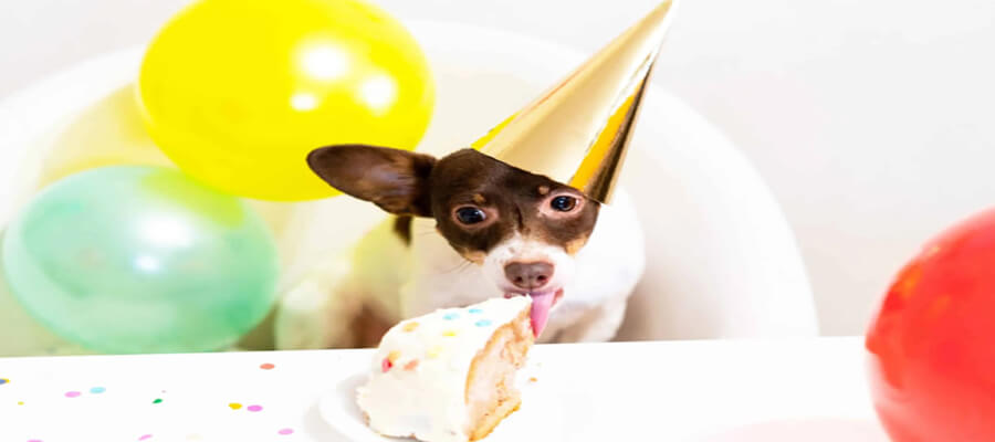 7 Creative Dog Birthday Cake Recipes You Can Make at Home